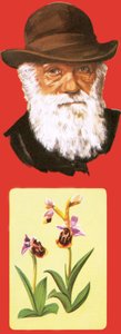 Charles Darwin av English School