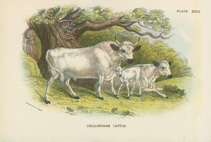 Chillingham boskap av English School