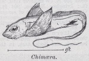 Chimaera (medlemmar) av English School