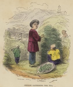 Kineser samlar teet (färgad gravyr) av English School