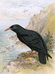 Choughswed