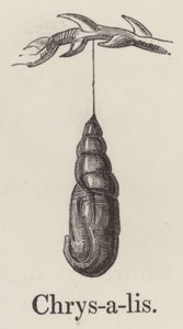 Chrysalis (gravyr) av English School