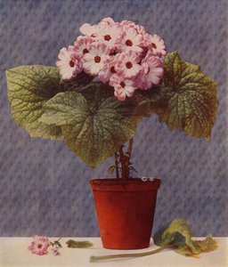 Cineraria (fotogravyr) av English School