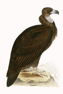 Cinereous Vulture, illustration från "A History of the Birds of Europe Not Observed in the British Isles" av Charles Robert Bree (1811-86), publicerad 1867 (lito i färg) av English School