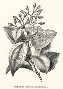 Kanel, Laurus cinnamomum (gravyr) av English School