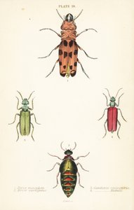 Cissites maculata 1, brokig oljebagge, Meloe variegatus 2, spansk fluga, Lytta vesicatoria 3 och Nuttalls blisterbagge, Lytta nuttalli 4 av English School