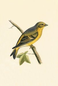 Citril Finch, illustration från "A History of the Birds of Europe Not Observed in the British Isles" av Charles Robert Bree (1811-86), publicerad 1867.