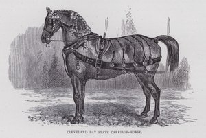 Cleveland Bay State Carriage-Horse (gravyr) av English School