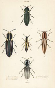 Klickbagge: en elastisk strålkastare, Pyrophorus nightlucus 1, Chalcolepidius porcatus 2, fodrad klickbagge, Agriotes lineatus 3, Elater suturalis 4 och Semiotus distinctus 5 av English School