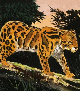 Molnig leopard av English School