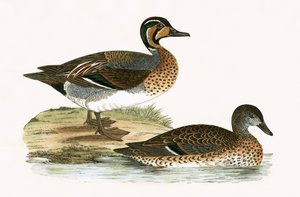 Clucking Teal, illustration från "A History of the Birds of Europe Not Observed in the British Isles" av Charles Robert Bree (1811-86), publicerad 1867 av English School