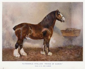 Clydesdale Stallion "Prince of Albion" av English School