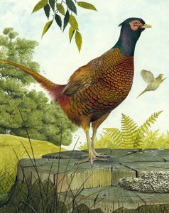 Cock Fasan av English School