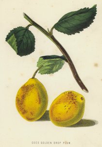 ゴールデン ドロップ プラムの茎 (クロモリト) スウェーデン語 av English School