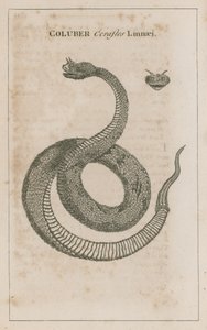 Coluber Cerastes Linnaei; Horned Viper av Egypten av English School