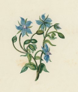 Vanlig gurkört, Borago Officinalis (färg litho) av English School