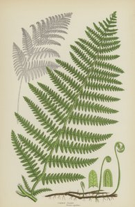 Vanlig broms (litho i färg) av English School
