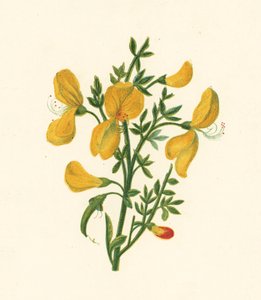 Vanlig kvast, Cytisus Scoparius (färg litho) av English School