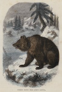 Brunbjörn, Ursus Arctos (färgad gravyr) av English School