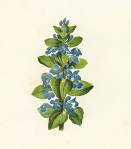 Vanlig bugge, Ajuga Reptans (färglitografi) av English School