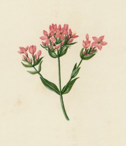 Vanlig kentaur, Erythraea Centaurium (färglitografi) av English School