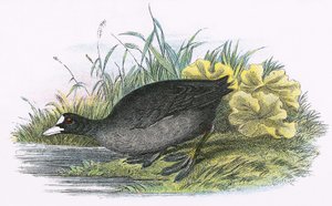 Vanlig sothöns