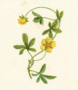 Krypnejlika, Potentilla Reptans (färglitografi) av English School