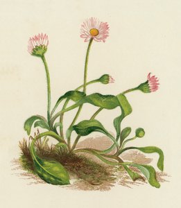 Vanlig tusensköna, Bellis Perennis (färglitografi) av English School
