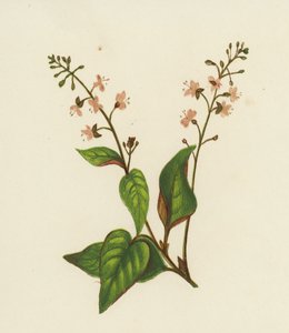 Trollkarls nattskugga, Circaea Lutetiana (färg litho) av English School