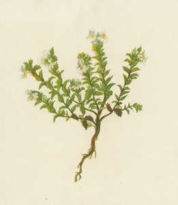 Vanlig ögontröst, Euphrasia officinalis (färg litho) av English School