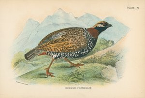 Vanlig Francolin av English School