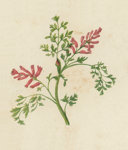 Fumitory, Fumaria Officinalis (färg litho) av English School