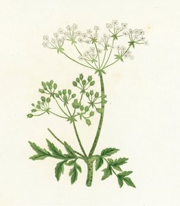 Vanlig hemlock, Conium Maculatum av English School