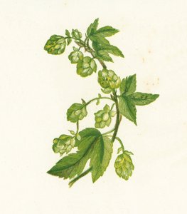Humle, Humulus Lupulus av English School