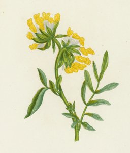 Vanlig njurvicker, Anthyllis Vulneraria (färg litho) av English School