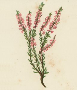 Ljung, eller ljung, Calluna Vulgaris (färglitografi) av English School