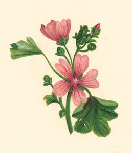 Vanlig malva, Malva Sylvestris (färglitografi) av English School