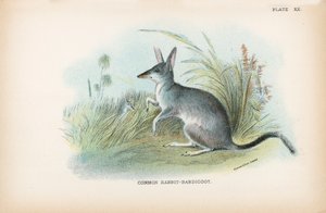 Vanlig kanin-bandicoot av English School