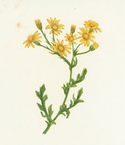 Vanlig raggört, Senecio Jacobaea av English School