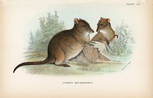 Vanlig råtta-känguru av English School