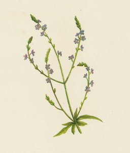 Vanlig Vervain, Verbena Officinalis (färg litho) av English School