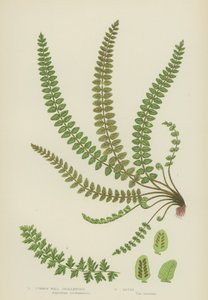 Gemensam väggmjältört (färg litho) av English School