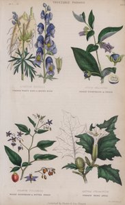 Vanlig vargbana eller munkhuva; Deadly Nightshade eller Dwale; Woody Nightshade eller Bitter Sweet; Common Thorn Apple (färgad gravyr) av English School