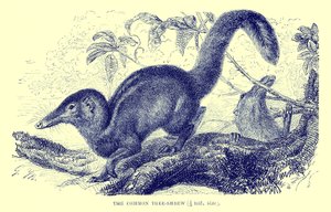 Vanlig trädspetsmus, illustration från "The Royal Natural History" (litografi) av English School