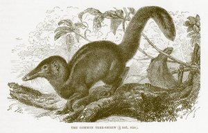 Vanlig trädspänne, illustration från Kungliga Naturhistorien av English School