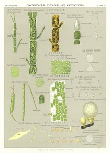 Confervaceae, Ulvaceae och Myxomycetes av English School