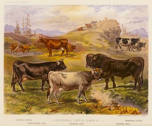 Continental Cattle (färglitografi) av English School