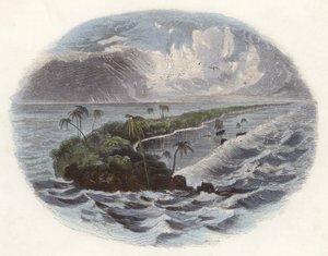 Korallrev (färgad gravyr) av English School