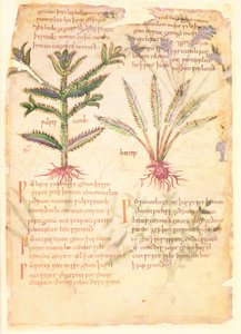 Cotton Vitellius C.III fol.30 Illustrationer av Wulfes Camb och Henep, från 