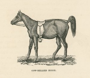 Cow-Bellied Horse (gravyr) av English School